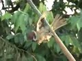 les chasseurs d oiseaux