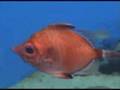 La Coruna: Aquarium Finisterrae - La Casa de los Peces