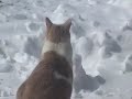 Standoff Whitetail Cat Woodpecker-Blizzard, Storm of Century