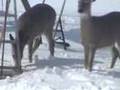 Standoff Whitetail Cat Woodpecker-Blizzard, Storm of Century