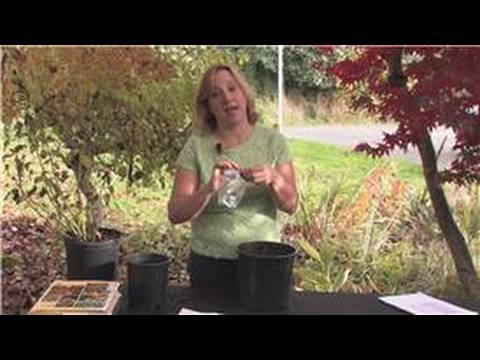 how to fertilize hibiscus plants