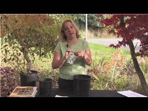 how to collect hibiscus seeds