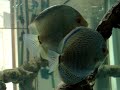 Deposizione discus