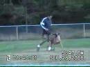 Malinois Arus van Joefarm IPO3