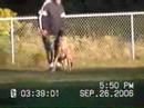 Malinois Arus van Joefarm IPO3 Malinois Arus van Joefarm IPO3