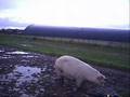 videos de 6 hektarów świń