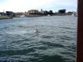 videos de liv flipping off the jetty at mandurah