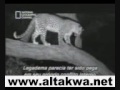 فهد يحتضن قرد صغير
