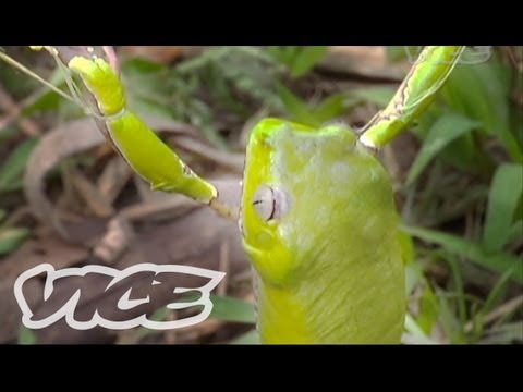 TRIPPING - VICE heads into the Amazon on a hunt for its most hallucinogenic tree frogs. In part 3, a frog is caught, and a mind is blown. Watch the rest here: http://bi...