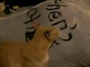 Tigger gets stoned
