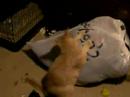 Tigger gets stoned
