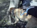Happy pets are us # 127 Indi, Linus & Minus Walking in Washinton DC