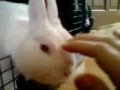 This is my rabbit and mesha my cat