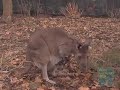 Kangaroo Joey at Prospect Park Zoo