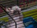videos de frida intentando escapar =)