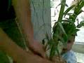 videos de Sukka Shakin