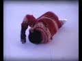 Ice skating monkey