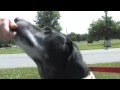 videos de Meet Buddy - Lollypop Farm Adoptable Pet