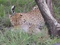Video - Leopard and Monkey.AVI Video - Leopard and Monkey.AVI