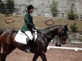 Olivia dressyrt�vlar Tunari