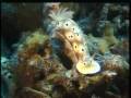 scuba diving in the philippines puerto galera