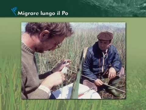 migrare-lungo-il-po