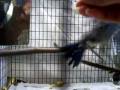 videos de pw 032.MOV