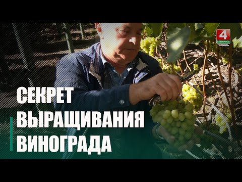 Почти 160 сортов винограда выращивает на своем приусадебном участке житель Костюковки Геннадий Маршин видео