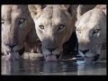 Lion vs Giraffe,Buffalo