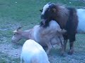 horny geiten en Geert ?