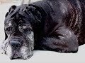 Los 10 pedidos de un perro