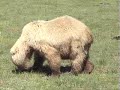 Bear Viewing in Katmai - July 4, 2005