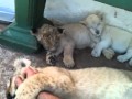 How to make a lion cub go sleep