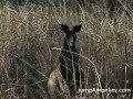 Undara: Australia\