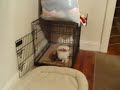 11/18/2008 The Pets at Night!  4055