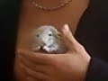 Baby chinchilla eating raisin Baby chinchilla eating raisin
