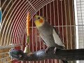 Cockatiel whistling Andy Griffith theme song