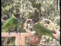 28 parrots