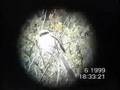 Long-tailed Shrike, June 11, 1999, Stora Karlsö, Sweden