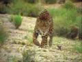 Jaguar Vs. Coati