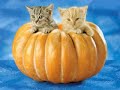cute kittens cute kittens