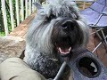 Bouvier des Flanders 2 years old