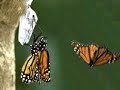 A Butterfly\ A Butterfly\