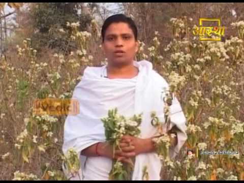 Ayurvedic Benefits of Adusa plant for for Asthma problem