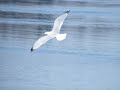 animtion vid�o  divers