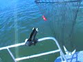 SHAD FISHING ON COLUMBIA