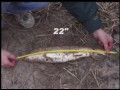 sucker fishing in Omer on the rifle river