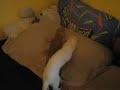 White Ferret(the white ferret) vs Tango(the bearded dragon)
