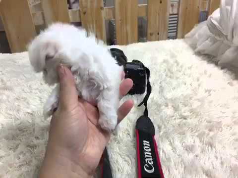 Our Beautiful Malti puppy movie