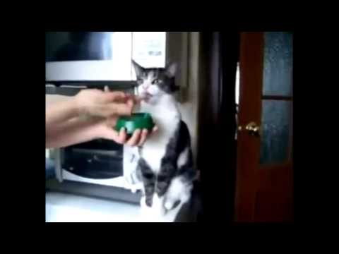 how to properly feed a cat